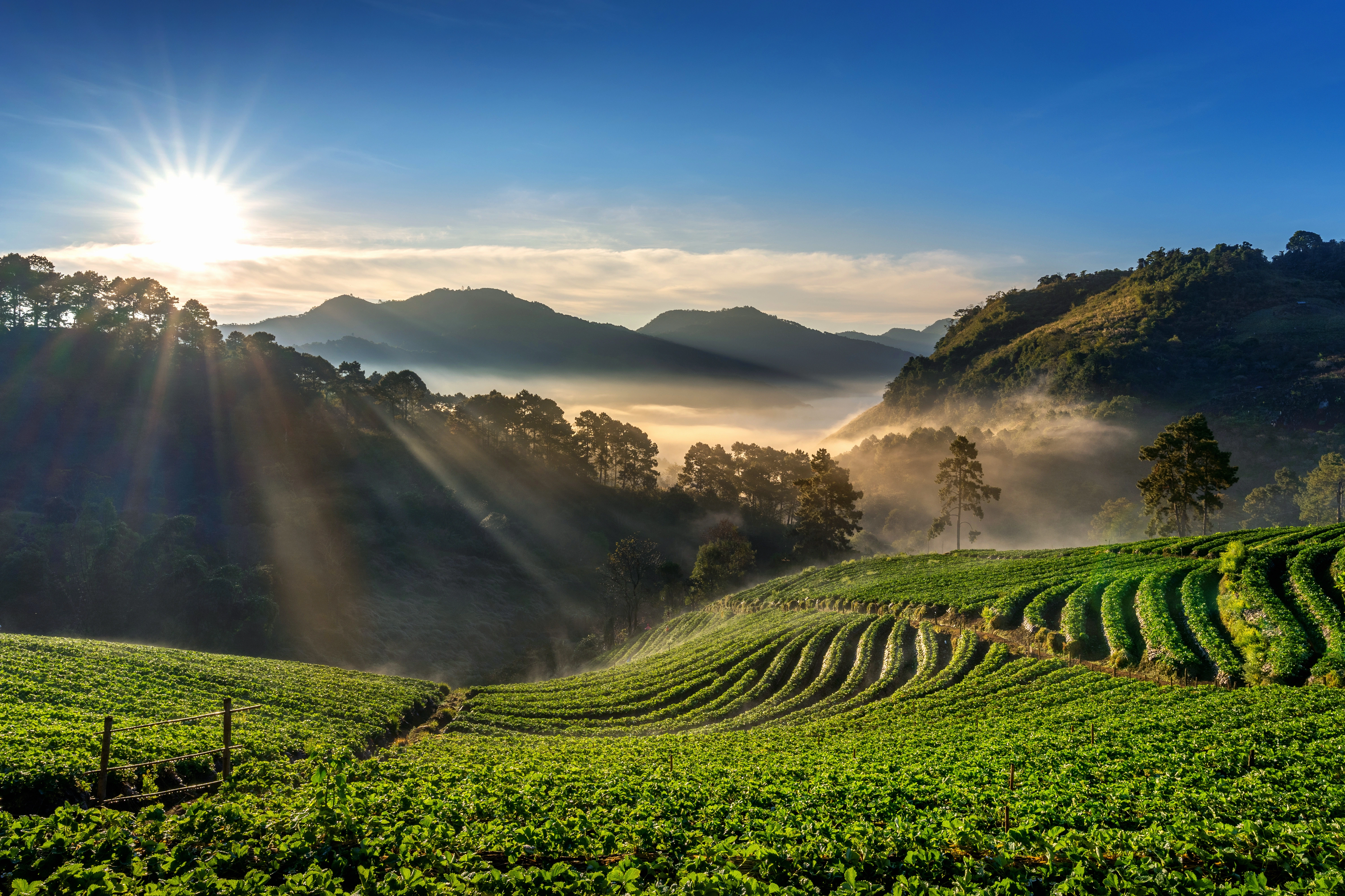 Assam